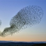Starling flock