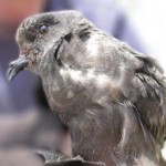 Ashy Storm-Petrel