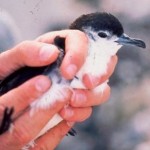 Bryans Shearwater