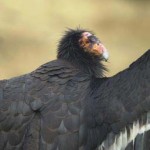Californian Condor