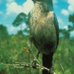 Florida Scrub-Jay