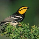 Golden-cheeked Warbler