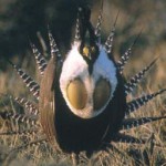 Gunnison Sage-Grouse