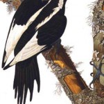 Ivory-billed Woodpecker