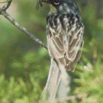 Kirtlands Warbler