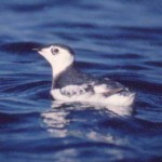 Kittlitzs Murrelet