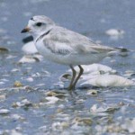 Piping Plover