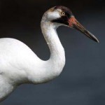 Whooping Crane