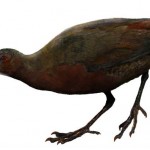 Madagascar Rail sp novum