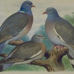 20130520-125259.jpg