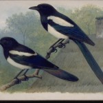 20130521-231228.jpg