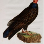 20130608-203733.jpg