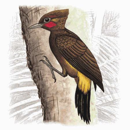 Chestnut Woodpecker (Celeus elegans) – Planet of Birds