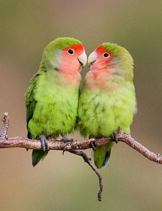 Rosy-faced Lovebird (Agapornis roseicollis) – Planet of Birds